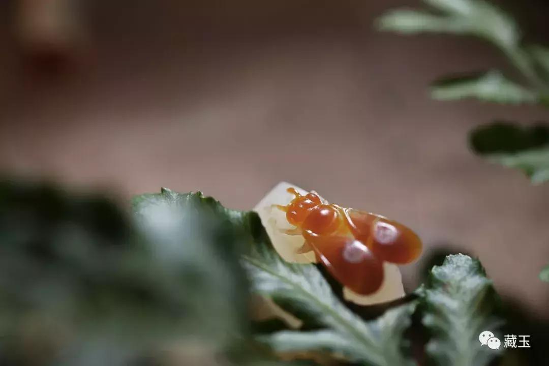 红尘中的玉，一场关于下载与探索的旅程