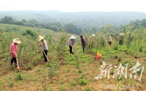 新林林业局最新招聘概览