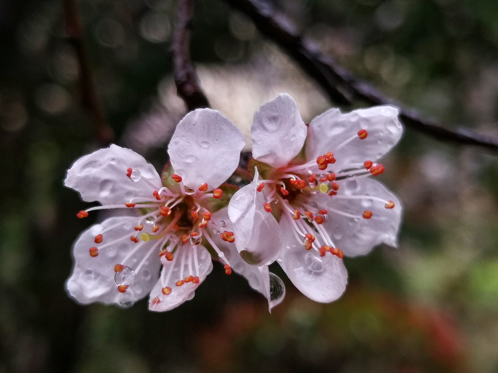 杏花春雨中的诗意与情感，TXT下载的独特魅力